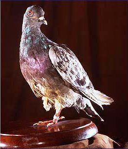 Cher Ami, as he is today — one leg, one eye, and the message canister that carried the request that stopped the barrage.